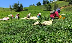 Rize'de üreticiden ÇAYKUR'a düşük kontenjan ve fiyat tepkisi