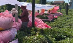 Rize çay üreticileri kota sınırına tepkili: "1 kilo çayla 2 ekmek bile alamıyoruz"
