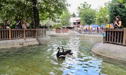 Kuğulu Park’ta doğum heyecanı: 4 kuğu yavrusu dünyaya geldi