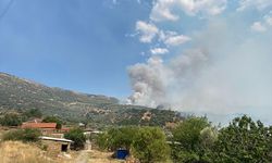 Aydın Bozdoğan’da zeytinlik ve otluk alanda yangın: 20 ev tahliye edildi
