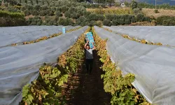 Manisa'da üzüm hasadında fiyat belirsizliği: Üreticilerden TMO'ya "En az 150 lira" çağrısı