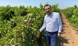 YENİ Parti'den 'üzüm fiyatı' çağrısı: "150 TL'nin altı üretimi durdurur"