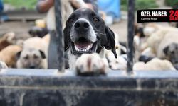 Bakanlıklar yanıt vermedi: Toplanan 3,8 milyon köpeğe ne oldu?