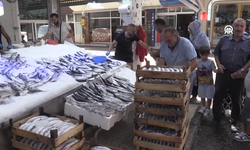 Karadeniz'de palamut bereketi: Sinop'ta kıyı balıkçıları sezon öncesi bol avla döndü
