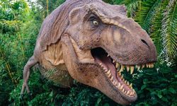 T-Rex'lerin insanlarla aynı vücut ısısına sahip olduğu ortaya çıktı