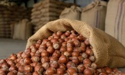 Ticaret Bakanlığı’ndan fındık piyasasına inceleme: Ordu ve Giresun’da müfettişler görevlendirildi