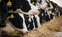 Hayvancılıkta yeni dönem: İşletmeler 5 farklı sınıfa ayrılacak