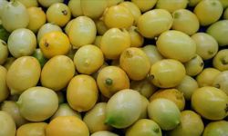 Tarlada 3,90 markette 42 TL: Limonda üretici ile market farkı yüzde 1000'e dayandı