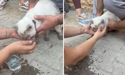 Maltepe'de çöken binanın enkazından saatler sonra bir kedi sağ kurtarıldı