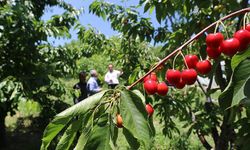 Karaman kirazı dünyaya açılıyor