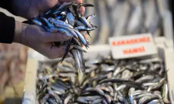 İklim değişikliği ve aşırı avcılık balık krizini tetikliyor