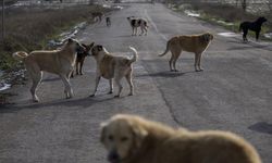 Sokağa dışkılayan köpekler DNA testiyle belirlenip sahiplerine ceza kesilecek