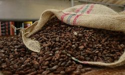 Çikolata fiyatları artabilir! Kakao tedariğinde kriz