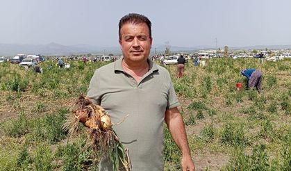 Osmaniyeli çiftçi, tarlasına ektiği soğanları satamadı: Bedava soğanı duyan 3 bin vatandaş soluğu tarlada aldı