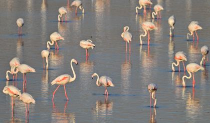 Akkaya Barajı gölü flamingolara ev sahipliği yapıyor