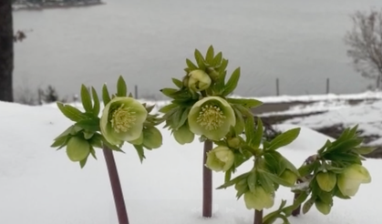 Bolu'da kış ve ilkbahar bir arada