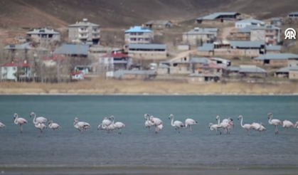 Van Gölü havzası kışın göç etmeyen flamingolar için "güvenli liman" oldu