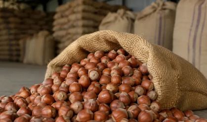 Ticaret Bakanlığı'ndan Ordu ve Giresun'da fındık piyasasına inceleme
