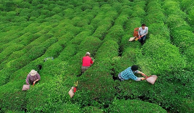 Bakan Yumaklı: Ödemeler 30 Kasım'da çay üreticilerinin hesaplarına yatıyor