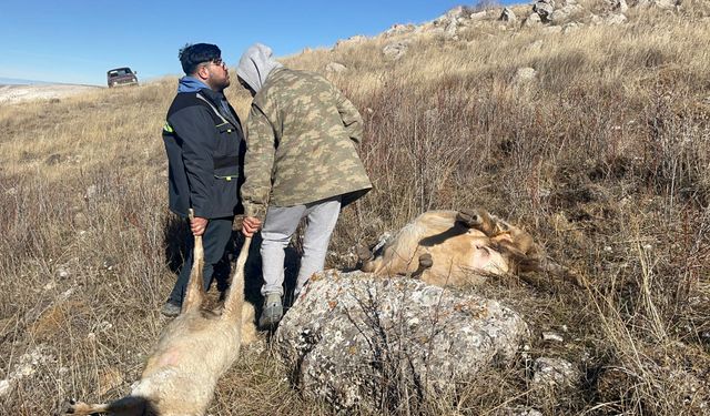 Sivas'ta sürüye saldıran kurtlar 37 koyunu telef etti