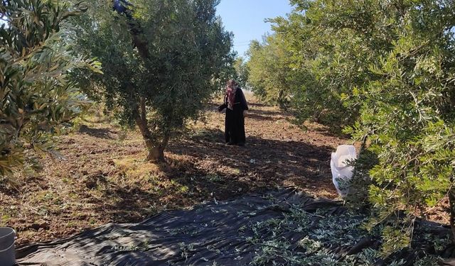 İslahiye'de 18 bin 700 dekarlık alanda zeytin hasadı yapılıyor