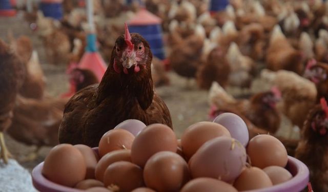 Tavuk yumurtası üretimi, aralık ayında yüzde 6,3 arttı