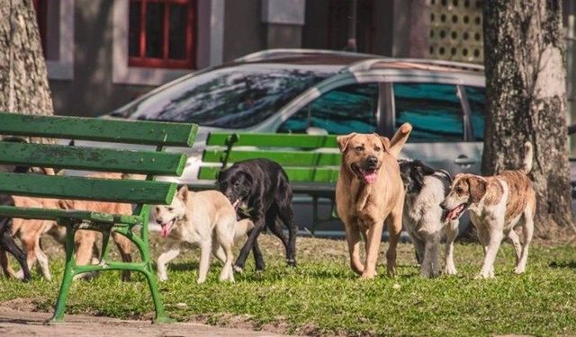 Evcil hayvanlara ilişkin düzenleme Resmi Gazete'de