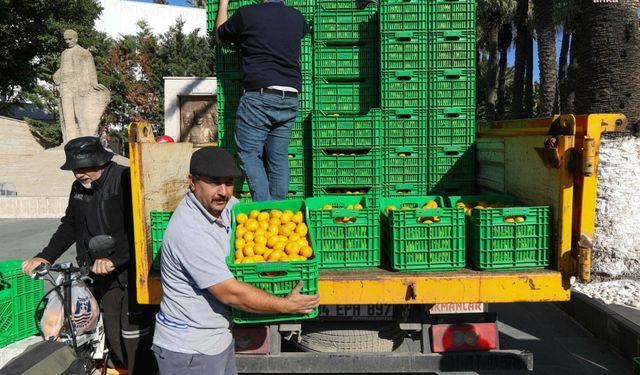 Bodrum Belediyesi kentte 10 ton mandalin dağıttı