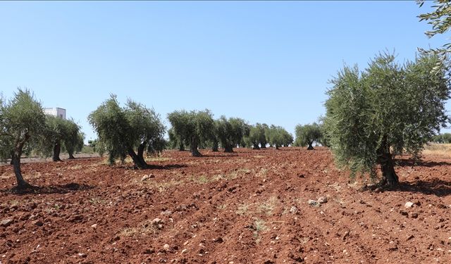 Kızılay İzmir'de zeytin bahçelerini satışa çıkaracak