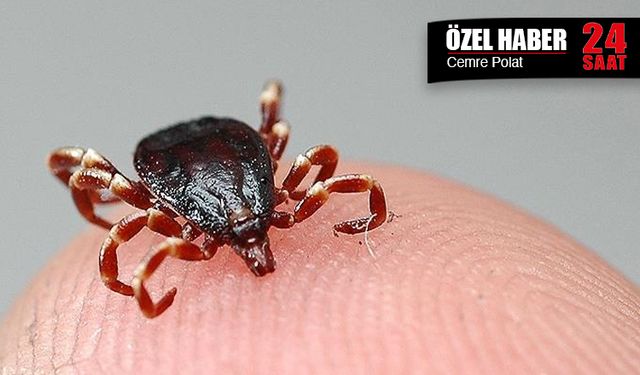 Kene kabusu başladı: Kırım-Kongo kanamalı ateşi vakaları artıyor, uzmanlar uyarıyor