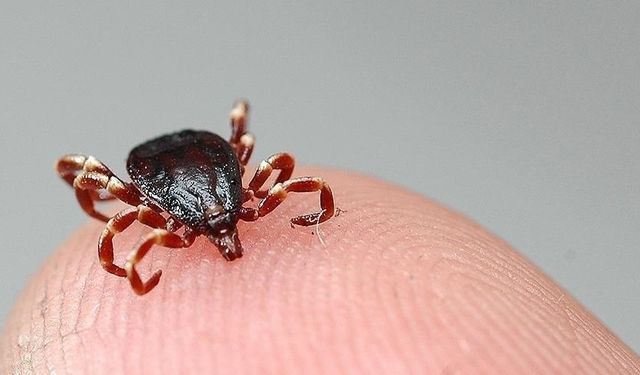 Sivas'ta Kırım Kongo Kanamalı Ateşi şüphesi: Bir kişi yaşamını yitirdi