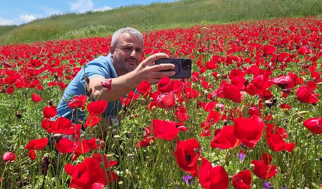 Adıyaman Kızılcapınar’da gelincik tarlaları kırmızıya büründü