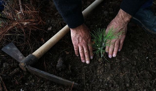Tarım ve Orman Bakanlığı: Türkiye genelinde en çok fidan sahiplenen ilk 10 il açıklandı