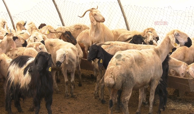 Memişoğlu duyurdu: Kurban kesimi esnasında en az 13 bin 513 kişi yaralandı