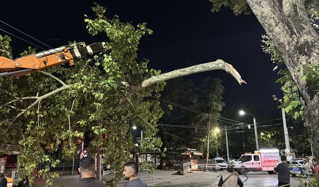 İzmit’te çınar dalı tramvay hattına devrildi: Akçaray seferleri aksadı