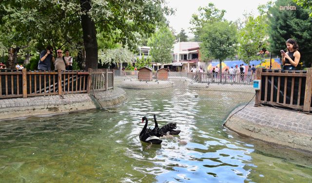 Kuğulu Park’ta doğum heyecanı: 4 kuğu yavrusu dünyaya geldi