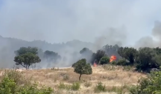 Çanakkale’de orman yangını: Ayvacık’ta alevler kontrol altına alındı