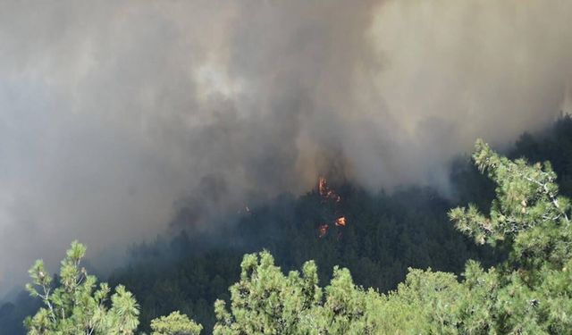 Balıkesir Gömeç'te orman yangını: 2 kişi tutuklandı