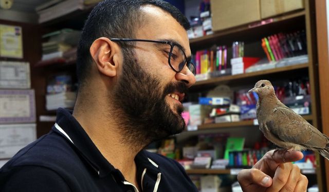 Çankırı'da yuvadan düşen engelli kumru yavrusu "Boncuk"a esnaf sahip çıktı