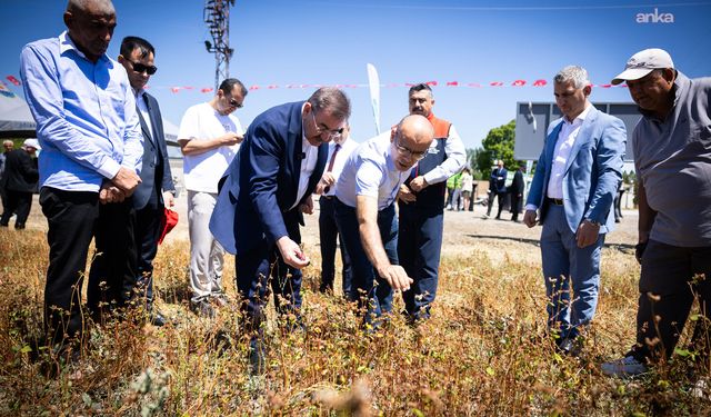 Gölbaşı’nda karabuğday hasadı başladı: "Gölbaşı Karabuğday" markası için tescil başvurusu yapılacak