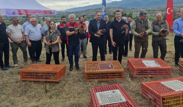 Erbaa’da “kenesavar” timi sahada: 1500 keklik ve sülün doğaya salındı