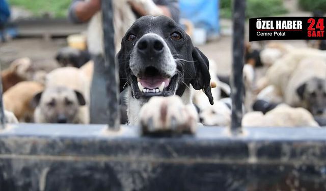 Bakanlıklar yanıt vermedi: Toplanan 3,8 milyon köpeğe ne oldu?