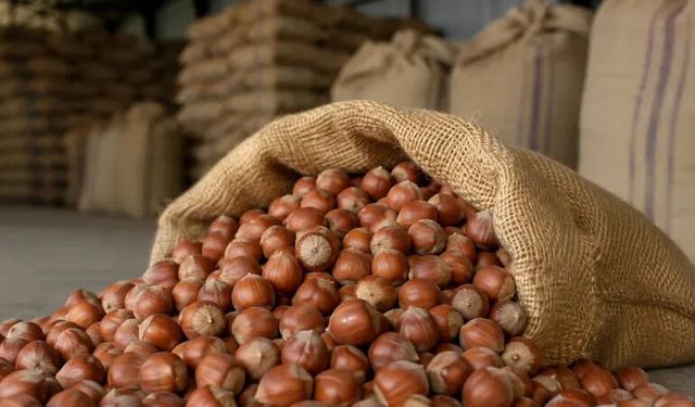 Ticaret Bakanlığı'ndan Ordu ve Giresun'da fındık piyasasına inceleme