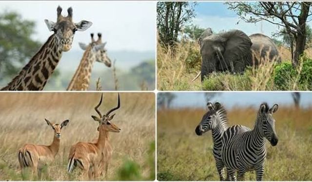 WWF 2026 Yaşayan Gezegen Raporu açıklandı: Yaban hayatı popülasyonlarında 50 yılda yüzde 73 kayıp