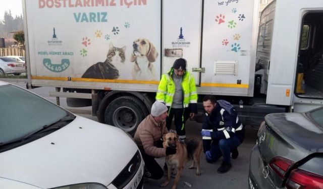 İzmir Büyükşehir Belediyesi depremden etkilenen hayvanları unutmadı