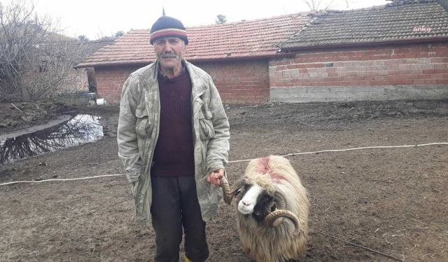 Çambükülü üretici Hasan Dönmez, sürüsündeki tek koçu depremzedelere bağışladı