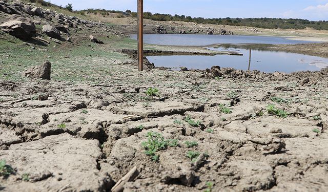 Kuraklık Edirne'yi vurdu, tarlalar susuz kaldı