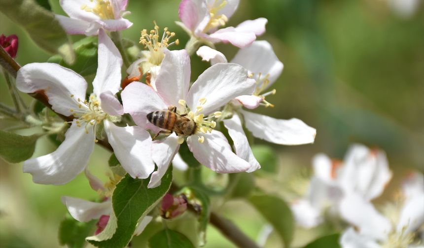 Elma verimi ve kalitesi kiralık arılarla artırılıyor