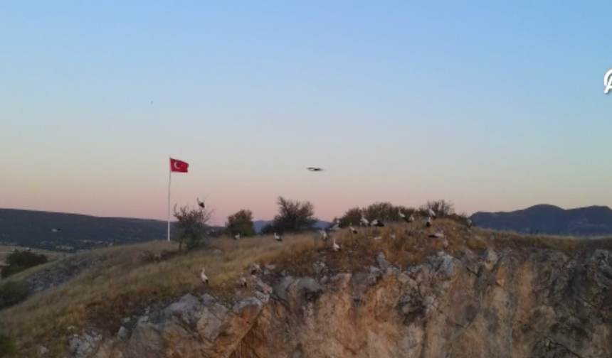 Leyleklerin göç yolculuğu