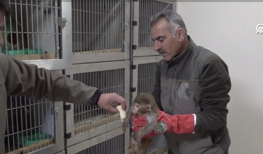Gümrükte ele geçirilen 2 maymun yavrusu korumaya alındı